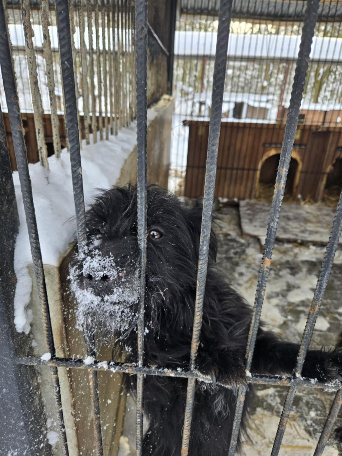 Chełmscy radni omawiali sytuację w Schronisku dla bezdomnych zwierząt
