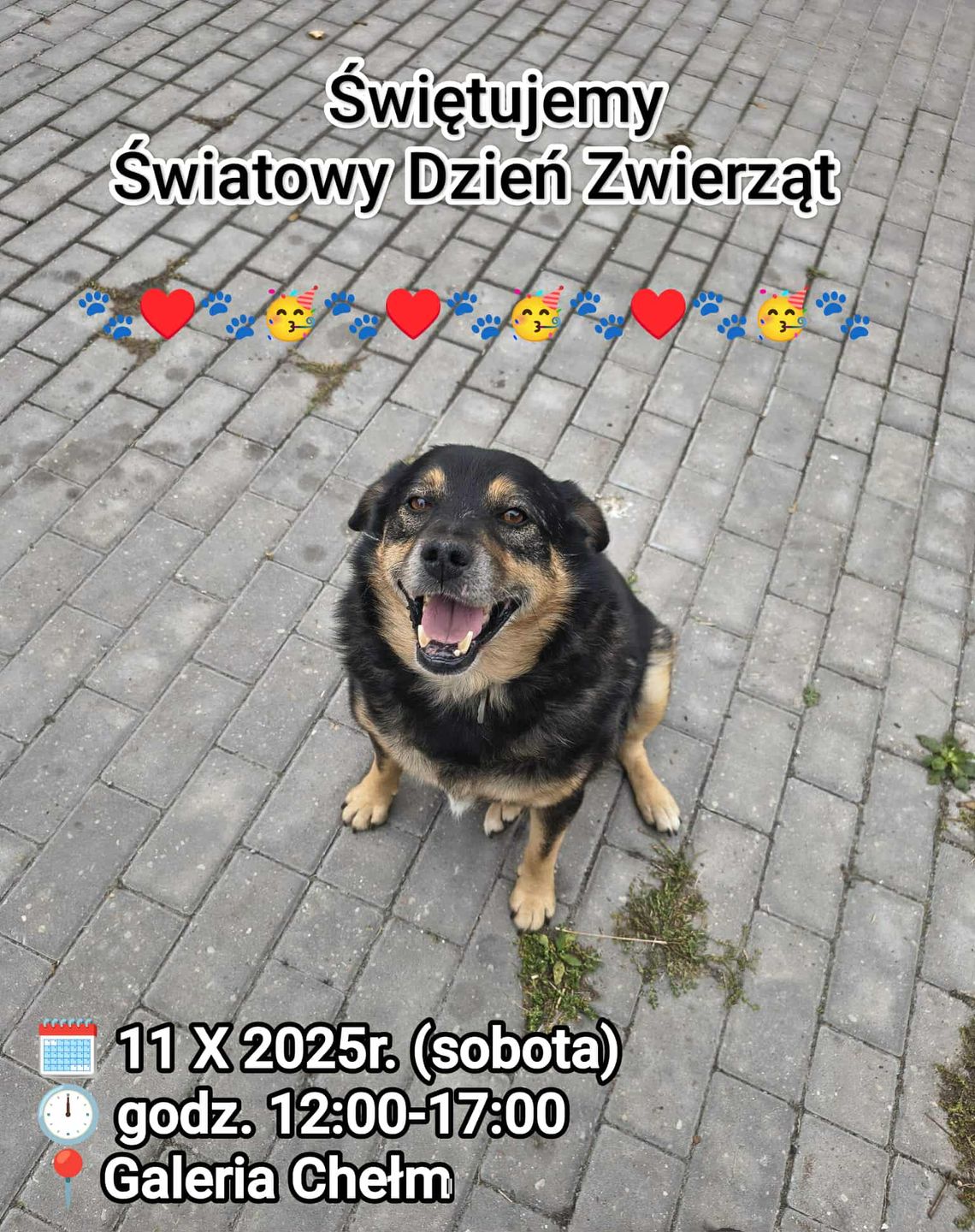 Wielkie świętowanie Światowego Dnia Zwierząt w Chełmie Wielkie świętowanie Światowego Dnia Zwierząt w Chełmie