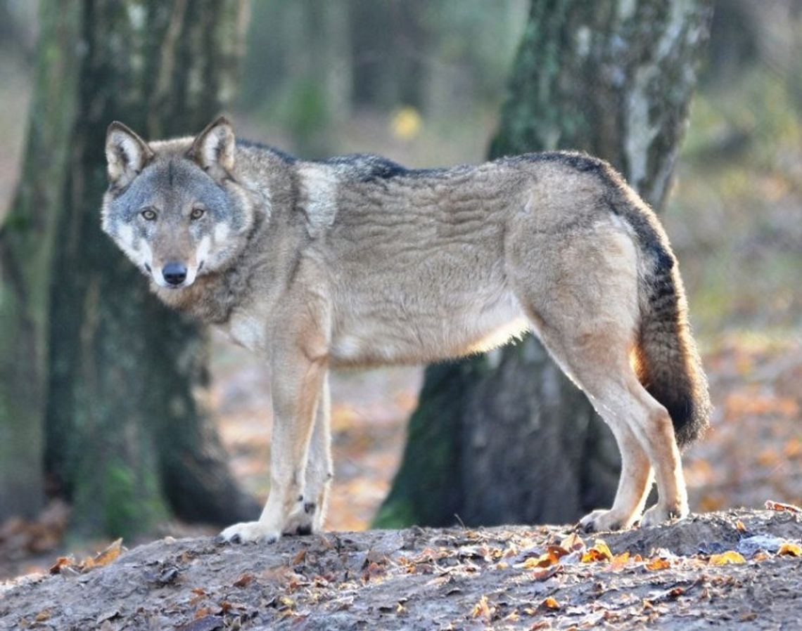 Wilk "Michaś" pojawił się w lasach naszego regionu
