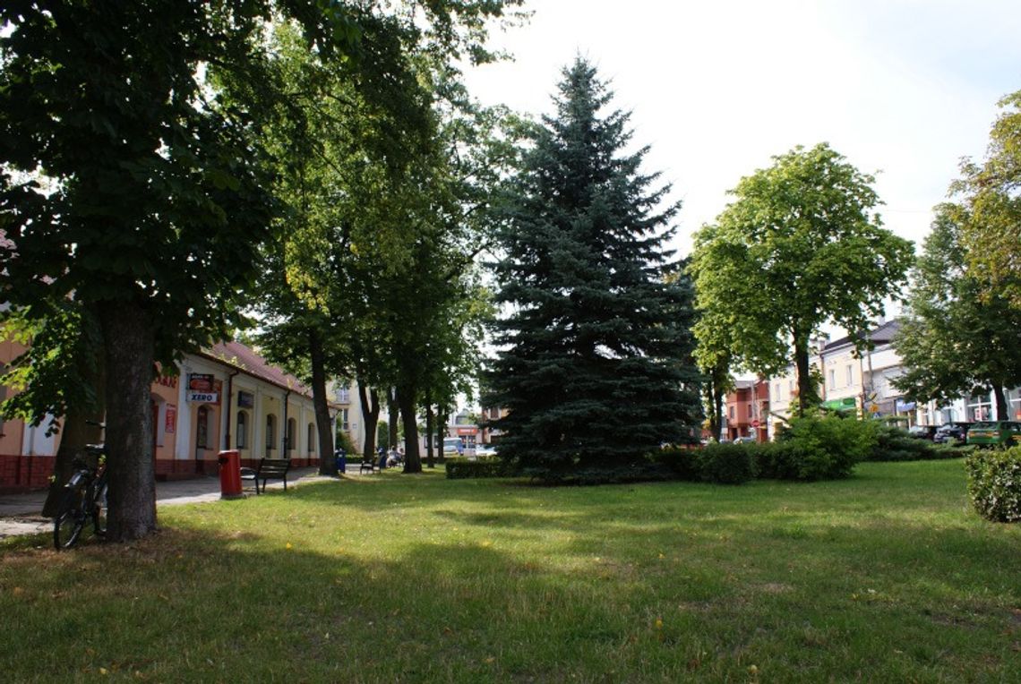 Włodawa: Mieszkańcy protestują przeciwko wycince drzew w centrum miasta