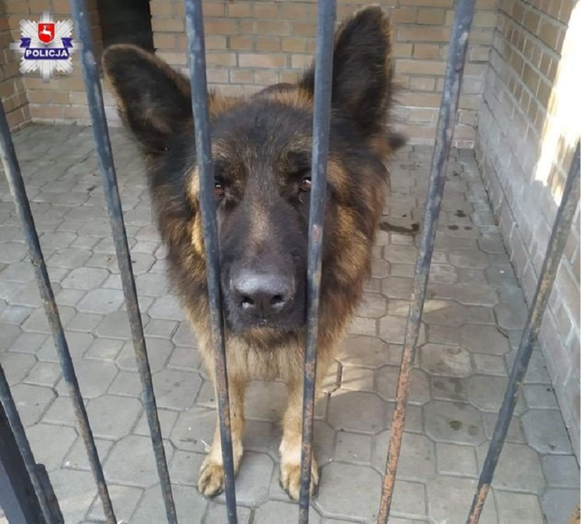 Włodawa: Policjanci uratowali owczarka - pies wrócił już do właściciela
