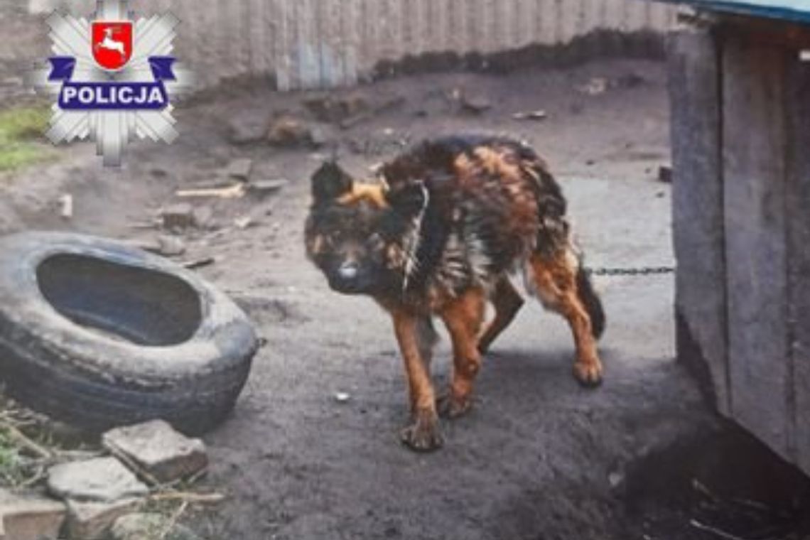 Włodawa: Skrajnie wygłodzony pies odebrany z rąk właściciela