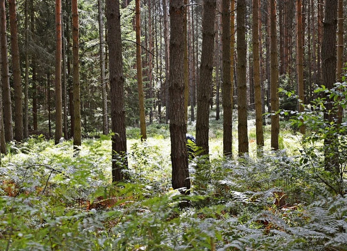 Włodawa: Zgubiła się na jagodach