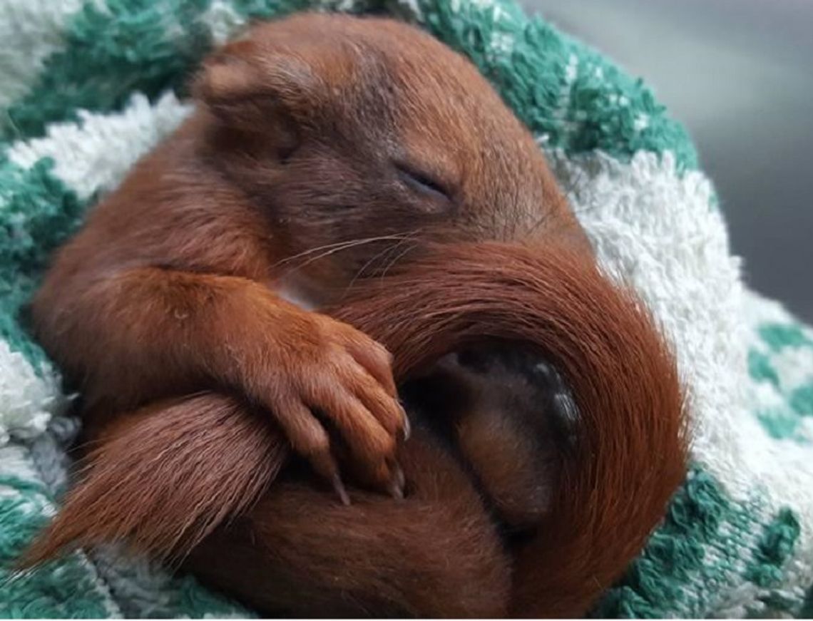Włodawianin uratował małą wiewiórkę, która chwilę wcześniej straciła matkę