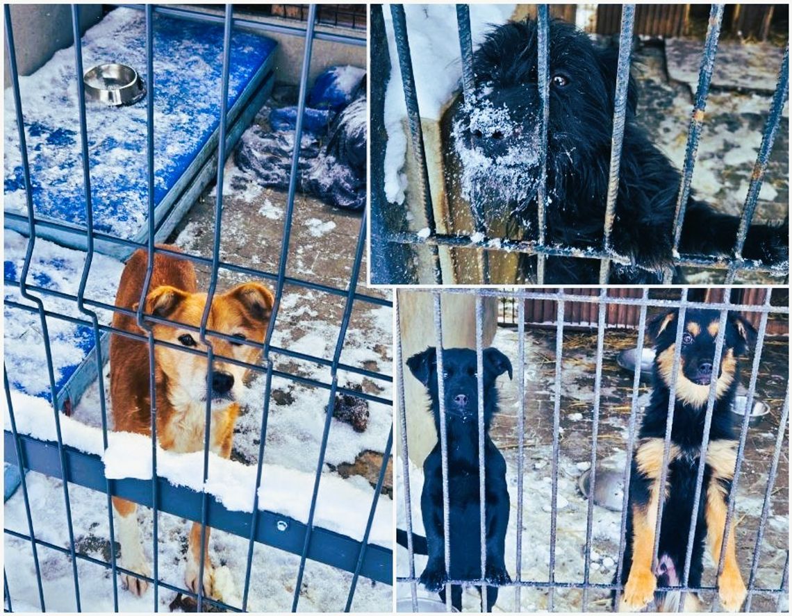 Zabrakło procedur, poskutkowała presja? Kulisy akcji w chełmskim schronisku dla zwierząt