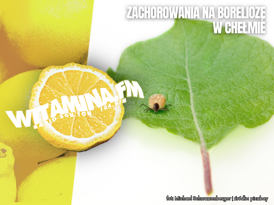 Zachorowania na boreliozę w Chełmie - Witamina.FM Zachorowania na boreliozę w Chełmie - Witamina.FM