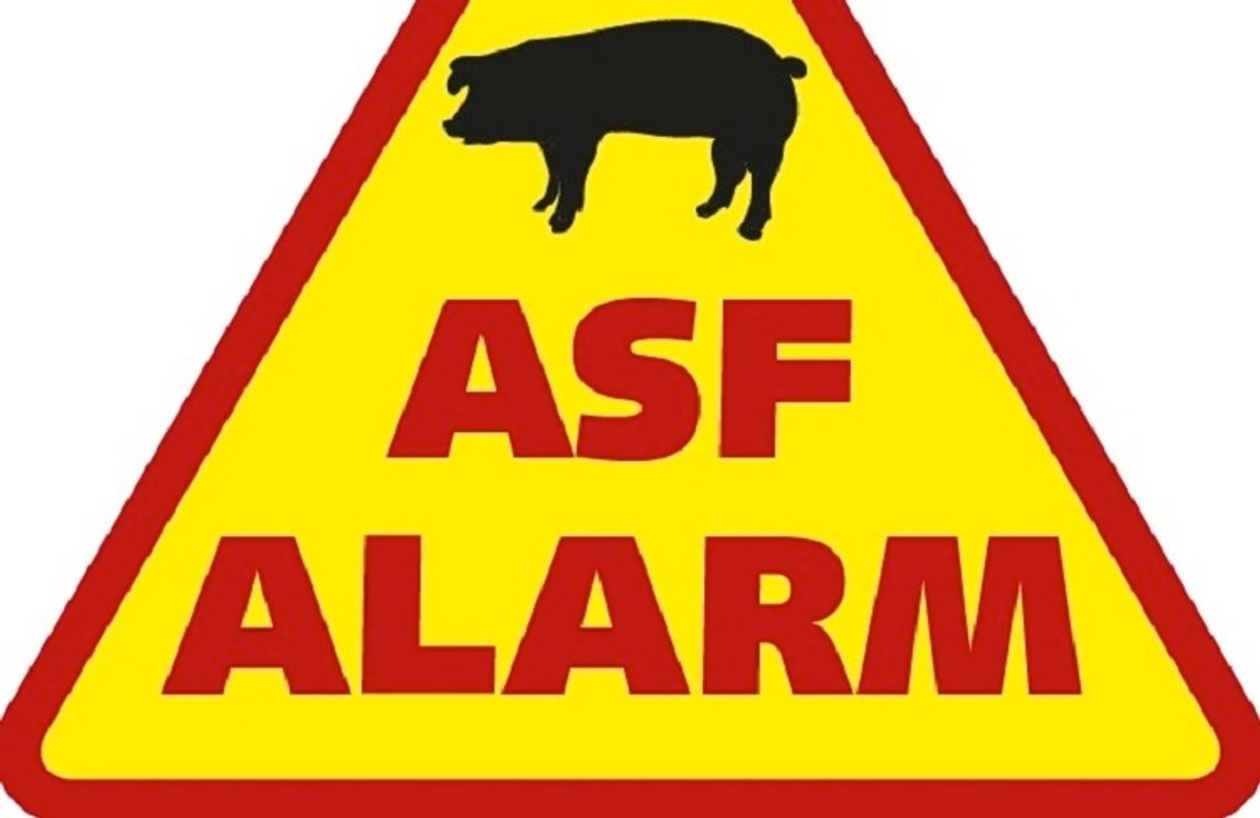 Zamiast płotu - zakup bydła. Radni apelują w sprawie walki z ASF. 