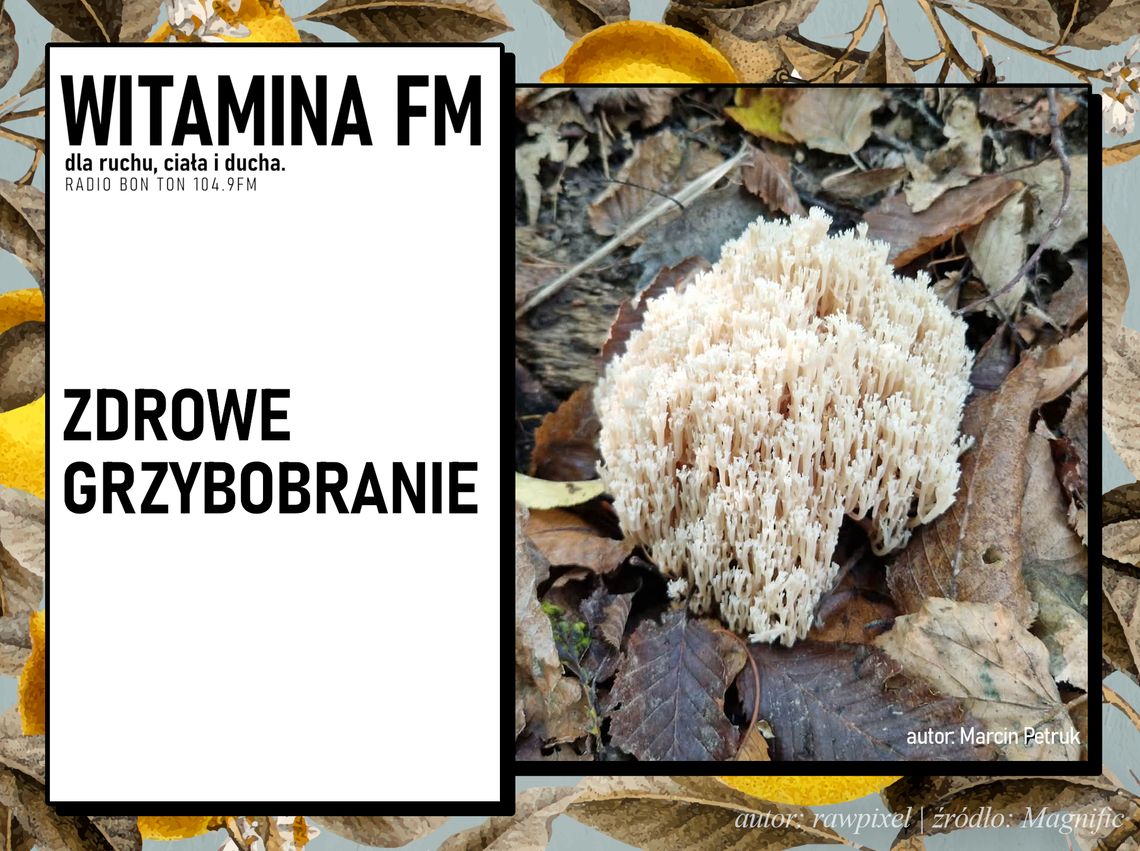 Zdrowe Grzybobranie | Witamina FM Zdrowe Grzybobranie | Witamina FM