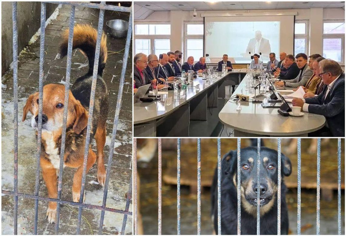 Zwierzęta, procedury i polityka. Sprawa schroniska trafiła na salę obrad Rady Miasta Chełm Zwierzęta, procedury i polityka. Sprawa schroniska trafiła na salę obrad Rady Miasta Chełm