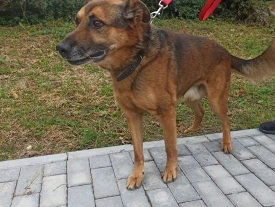 Psiaki czekają. Każdy z nich marzy o jednym – o domu