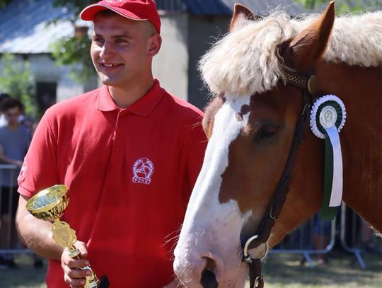 Gm. Ruda-Huta. Powiatowy Dzień Konia Zimnokrwistego [GALERIA ZDJĘĆ]